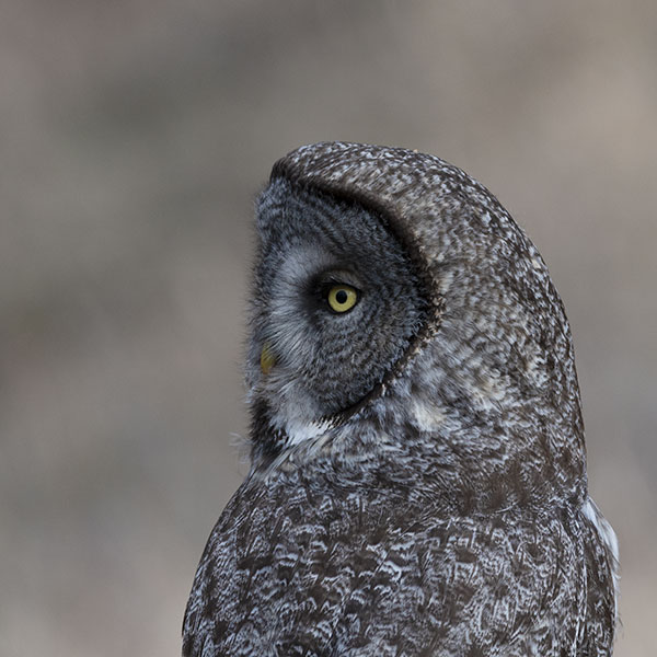 grey owl DSC 3650 600